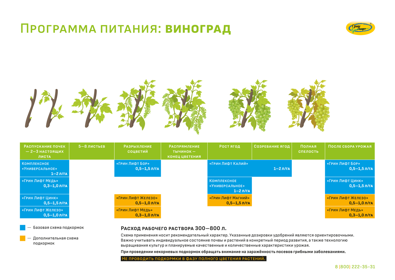 Схема подкормки роз с весны до осени. Схема удобрения винограда. Удобрение цветов схема. Схема внесения удобрений на виноградники. Удобрение для винограда.