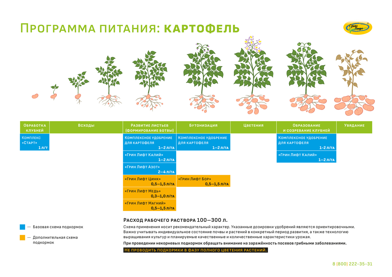 Подкормка картофеля во время бутонизации и цветения. Схема подкормки картофеля. Схема удобрения картофеля. Схема внесения удобрений для картофеля. Подкормки картофеля по фазам развития.