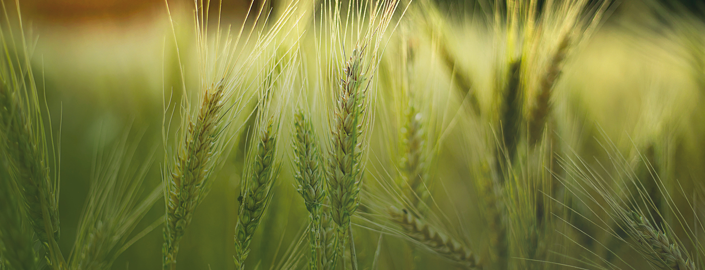 Программа питания: зерновые озимые культуры (пшеница, ячмень, тритикале, рожь)